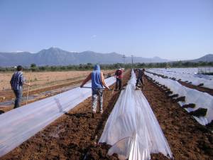 Ο καιρός πάει πίσω τα καρπούζια στην Τριφυλία