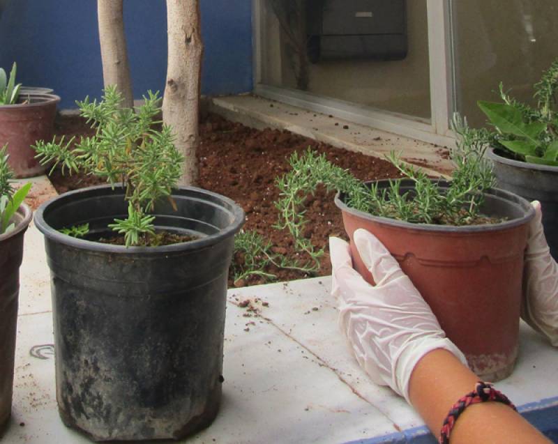 Τα παιδιά του 7ου Γυμνασίου Καλαμάτας αγάπησαν τον εθελοντισμό