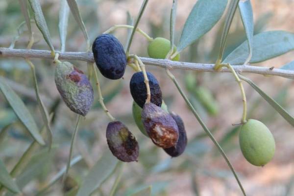 Προοδευτικό μέτωπο και αποζημιώσεις