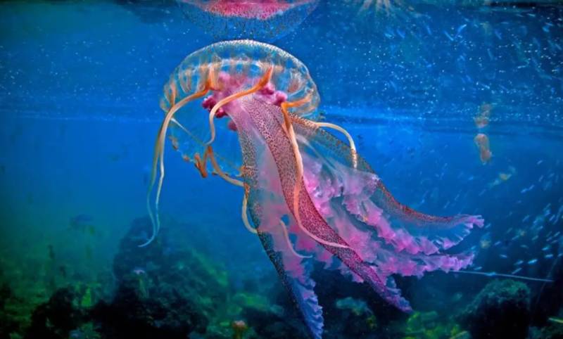 Μωβ μέδουσες: Σε έξαρση φέτος στις ελληνικές θάλασσες - Ποιες περιοχές είναι στο «κόκκινο»