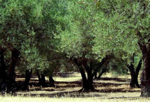 Ψεκασμοί δακοκτονίας στη Μεσσηνία