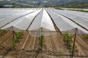 ΕΛΓΑ: Αποζημιώσεις για αντιχαλαζικά δίκτυα και αντιβρόχινες μεμβράνες και στην Πελόπόννησο