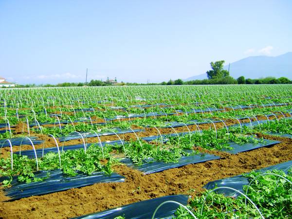 Ξεσκεπάστηκε το 50% των καρπουζιών στην Τριφυλία