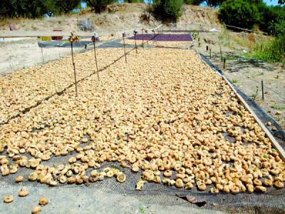 Μεσσηνία: Μειωμένη η φετινή παραγωγή σύκων - Την άλλη εβδομάδα ανοίγουν τα απεντομωτήρια