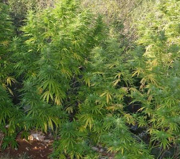 7 χασισόδεντρα σε καλάμια στον Πάμισο