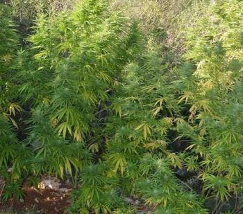 7 χασισόδεντρα σε καλάμια στον Πάμισο