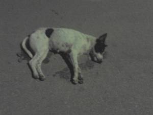 Καταγγελία για φόλες στην περιοχή της Θουρίας