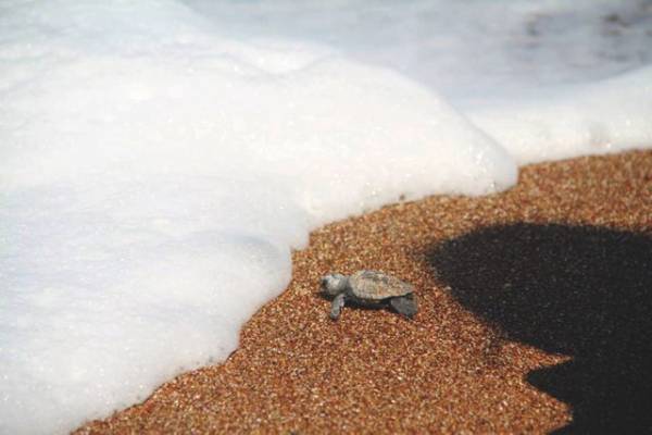 Το πρώτο χελωνάκι για το 2014 βγήκε στον Κυπαρισσιακό Κόλπο