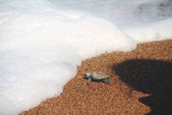 Το πρώτο χελωνάκι για το 2014 βγήκε στον Κυπαρισσιακό Κόλπο