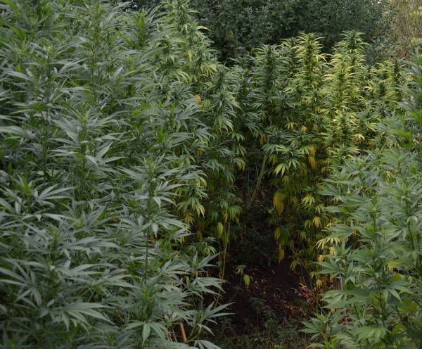 Αρκαδία: 38 χασισόδενδρα μέσα στα καλαμπόκια στα Παραδείσια