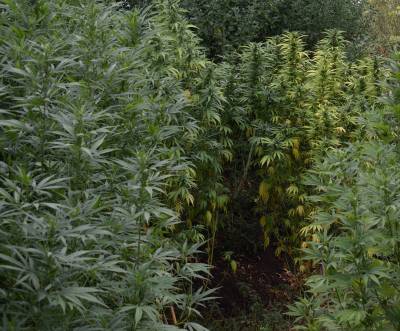 Αρκαδία: 38 χασισόδενδρα μέσα στα καλαμπόκια στα Παραδείσια