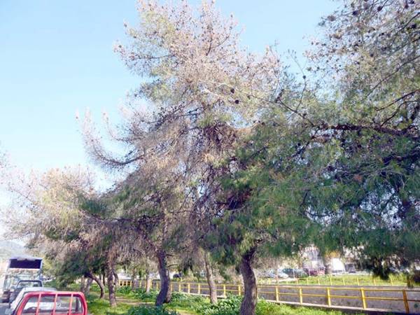 Μετά τα πλατάνια και τους φοίνικες: Ξεραίνονται και τα πεύκα στην Αρτέμιδος