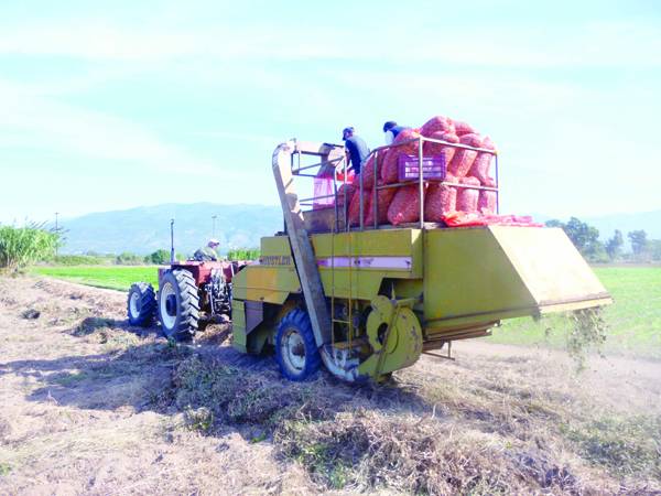 Ικανοποίηση για την πορεία της καλλιέργειας φιστικιού (βίντεο και φωτογραφίες)