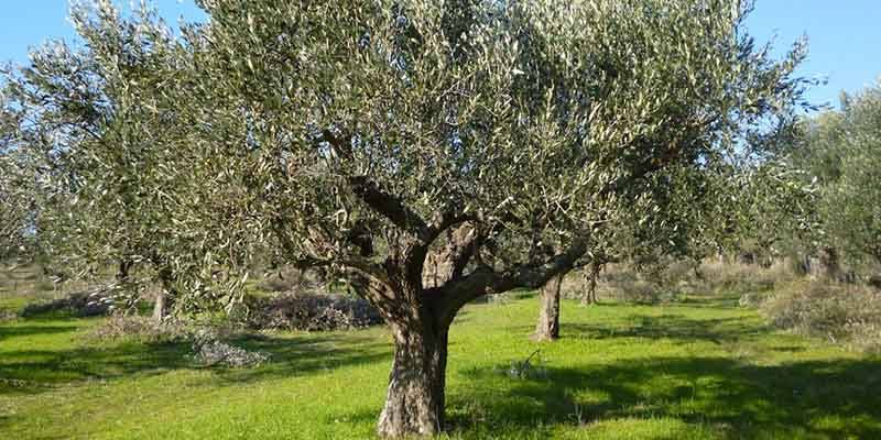 Μεσσηνία: Το πρόγραμμα της δακοκτονίας για την Παρασκευή 29/10