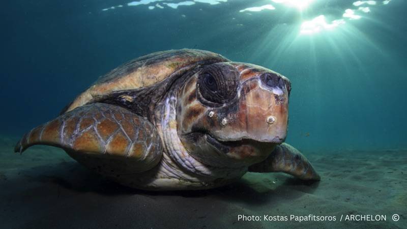 “Αρχέλων”: “Μην ταΐζετε τις θαλάσσιες χελώνες, δεν είναι κατοικίδια ζώα”