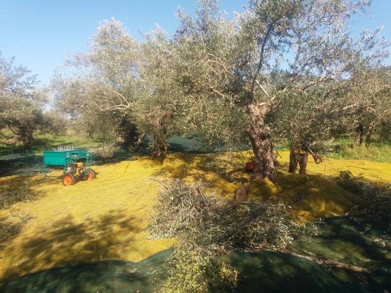 "Σπορέας Α.Ε.": Εταιρεία παραγωγής υγειοπροστατευτικού ελαιολάδου αναζητεί "μισιακά ελαιοπερίβολα" (φωτογραφίες)