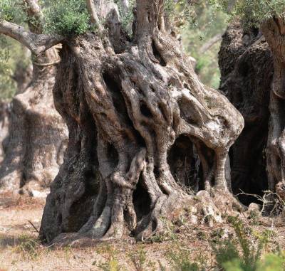 Συνεργασίες για την ανάδειξη του πολιτισμού της ελιάς