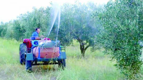 Ψεκασμοί για δάκο την επόμενη εβδομάδα στη Μεσσηνία