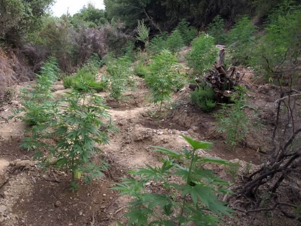 "Δάσος" 1.102 χασισόδεντρων στη Λακωνία