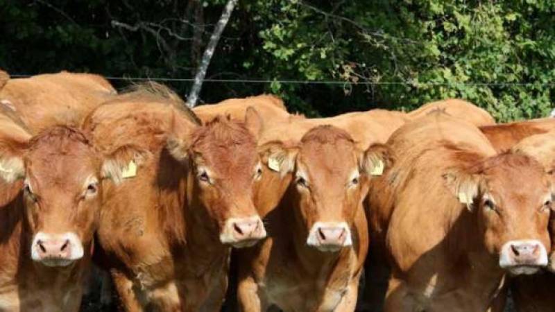 Αδέσποτα βόδια καταστρέφουν καλλιέργειες στην Τριπύλα
