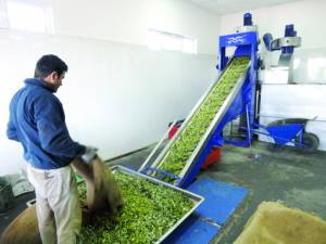 Σε όλη τη Μεσσηνία το ελαιόλαδο ΠΟΠ Καλαμάτα