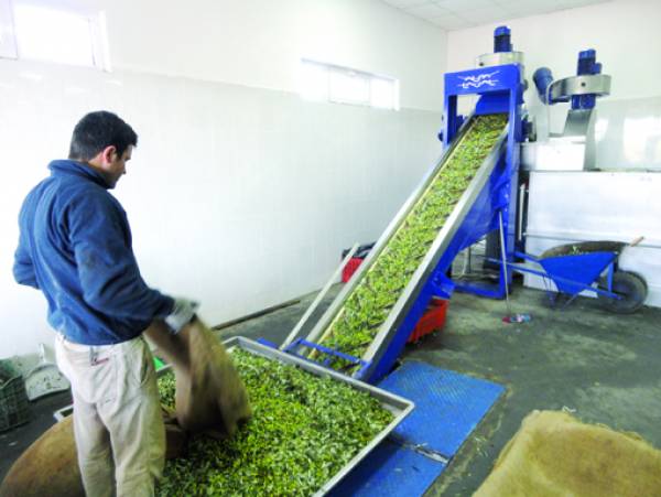 Σε όλη τη Μεσσηνία το ελαιόλαδο ΠΟΠ Καλαμάτα