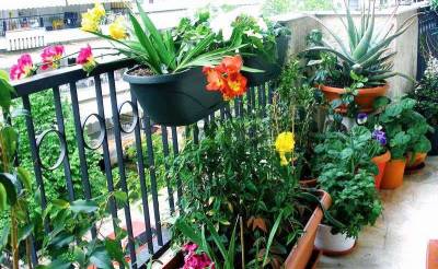 Καλαμάτα: Συνεχίζεται ο διαγωνισμός «Ανθίζει η πόλη, όταν ανθίζουν τα μπαλκόνια μας»