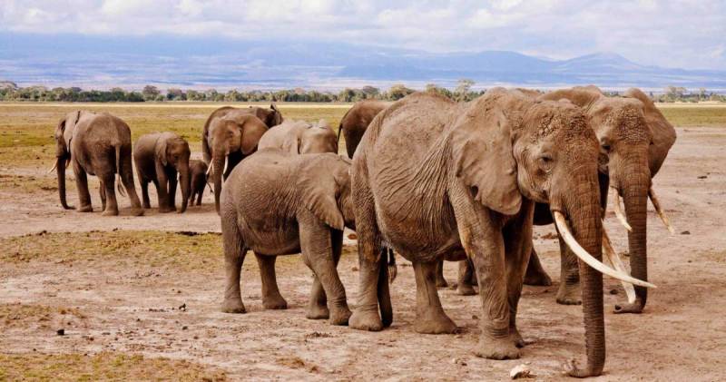 Ζιμπάμπουε: Θα θανατώσει 200 ελέφαντες για να αντιμετωπίσει την πείνα που προκαλεί η ξηρασία