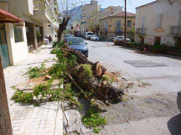 Ξερίζωμα δέντρων για να φυτευτούν μουριές