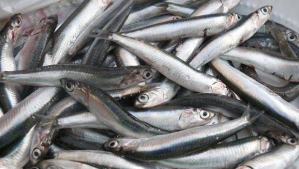 Γιορτή Σαρδέλας στον Αγιο Νικόλαο Μάνης