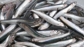 Γιορτή Σαρδέλας στον Αγιο Νικόλαο Μάνης