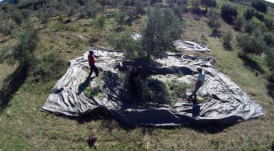Μεσσηνία: Αιτήσεις ελαιοκαλλιεργητών για εκπαίδευση στην Ιταλία