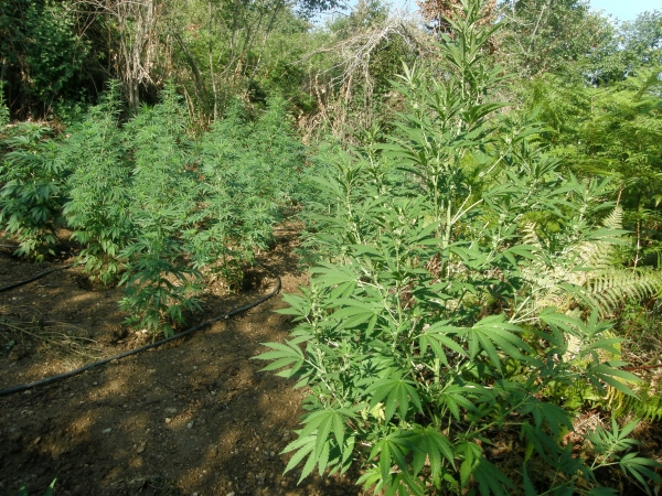 Εντοπίστηκαν 201 χασισόδενδρα στην Κοριθνία