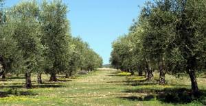 Μόνο η Ενωση Μεσσηνίας ενεργοποιεί δικαιώματα