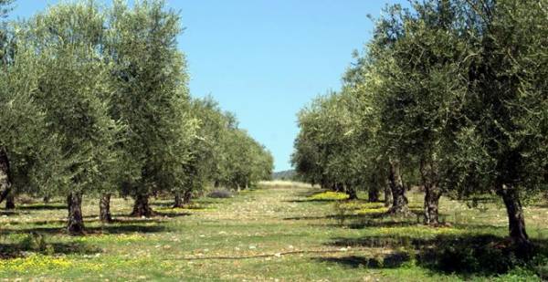 Μόνο η Ενωση Μεσσηνίας ενεργοποιεί δικαιώματα