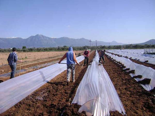 6.000 στρ. καρπούζι στην Τριφυλία - 10% περισσότερα από πέρσι