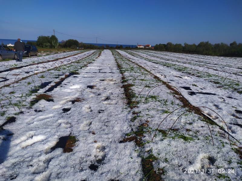 Αναφορά Χαρίτση για ζημιές από χαλάζι στην Τριφυλία