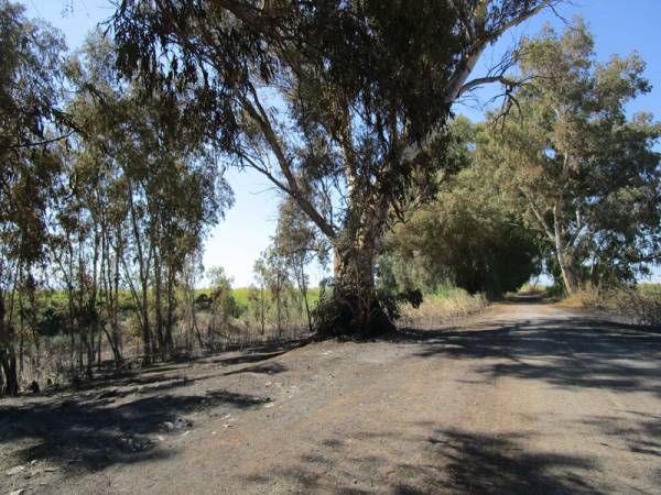 Σύλληψη τσιγγάνων για φωτιά στον Πάμισο