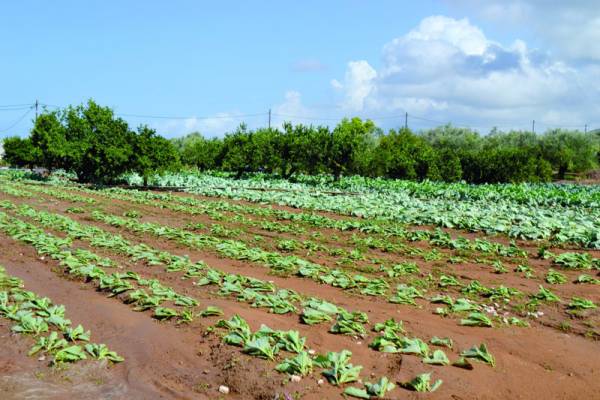 80.000 ευρώ για ζημιές στην Ενότητα Γαργαλιάνων