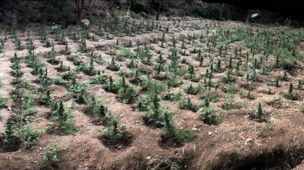 Δύο συλλήψεις για πάνω από 900 δενδρύλλια χασίς στην Αιγιάλεια