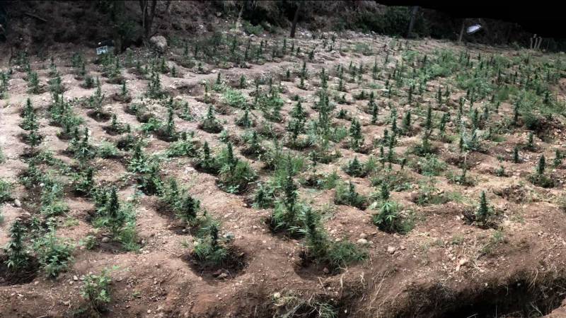 Δύο συλλήψεις για πάνω από 900 δενδρύλλια χασίς στην Αιγιάλεια