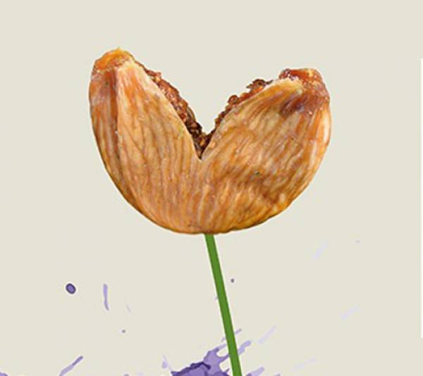 16η Γιορτή Σύκου με τον Γεράσιμο Ανδρεάτο στον Πολύλοφο