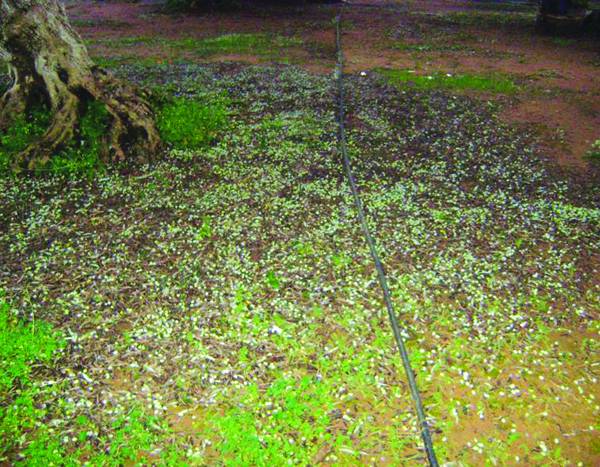 Δήλωση ζημιάς από το χαλάζι στην περιοχή της Κορώνης