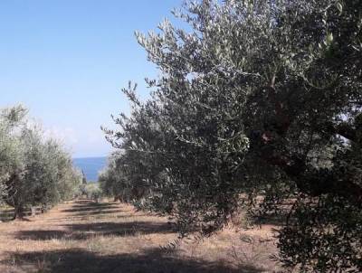 Μεσσηνία: Το πρόγραμμα δακοκτονίας για Σάββατο και Δευτέρα