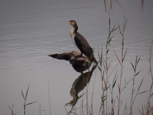 Παρατήρηση πουλιών στον υγρότοπο Μουστού (φωτογραφίες και βίντεο)