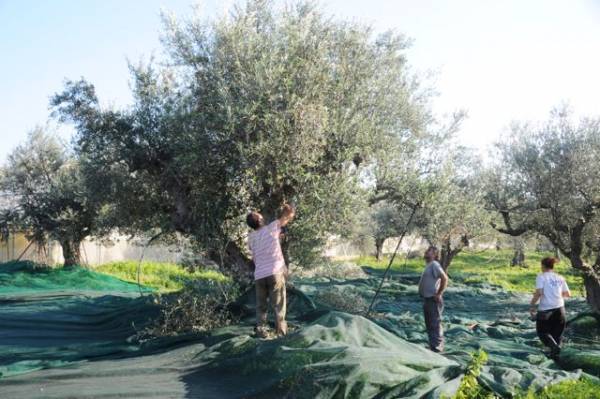 Πρωτιά στην παραγωγή ελαιολάδου διεκδικεί και φέτος η Μεσσηνία με 23%