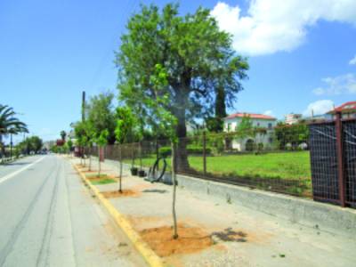 Μουριές στη Ναυαρίνου