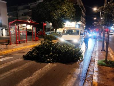 Καλαμάτα: Παραλίγο ατύχημα από κλαρί που έσπασε στην πλατεία Ταξιαρχών (φωτογραφίες)