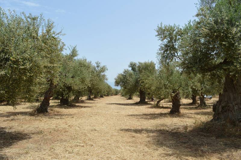 Μετρούν ζημιές στην ελαιοκαλλιέργεια