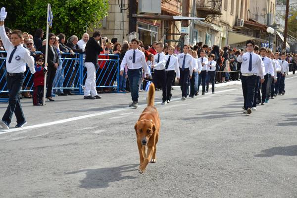 Αδέσποτο στην παρέλαση